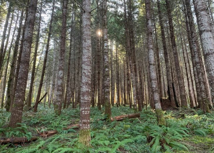 FIA Launches Climate-Smart Forestry Program to Support Investor Net Zero Climate Objectives