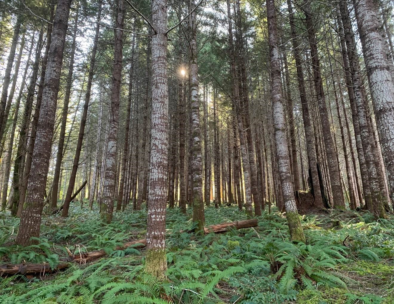 tree-stand