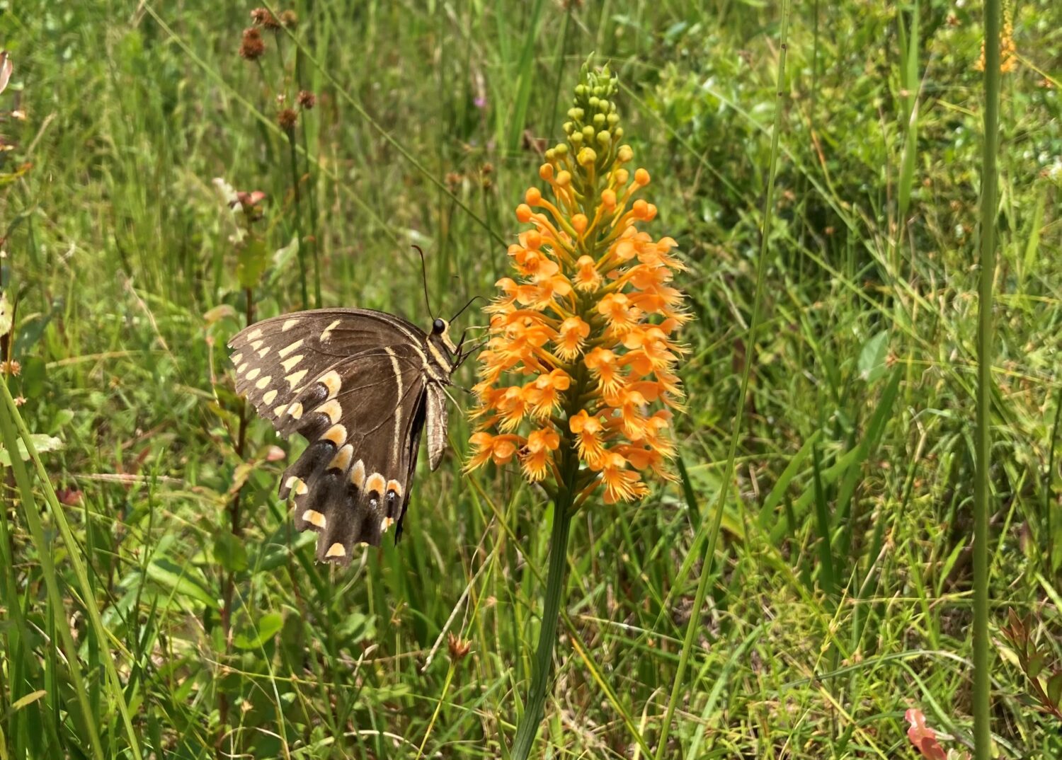 chapmans-fringed-orchid_butterfly