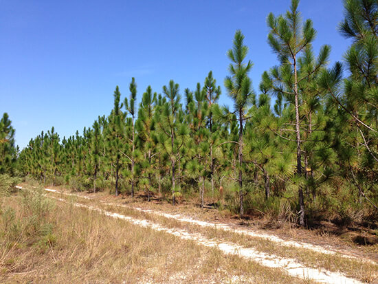 Alabama_BATTEN-Alapaha-8yoLLeaf