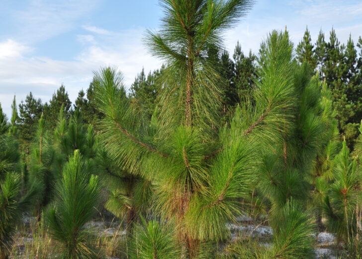FIA Honored with Longleaf Achievement Award for Conservation Excellence