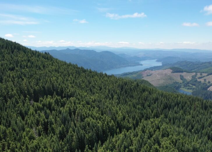 Timberland — Resilience, opportunity amid economic uncertainty