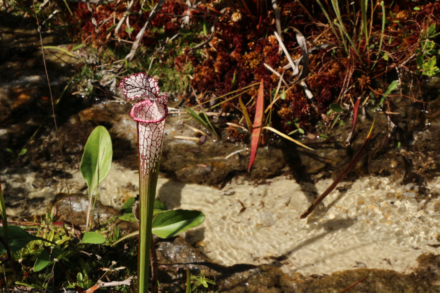 FIA Enhances Florida Wildlife Corridor with Strategic Land Sale