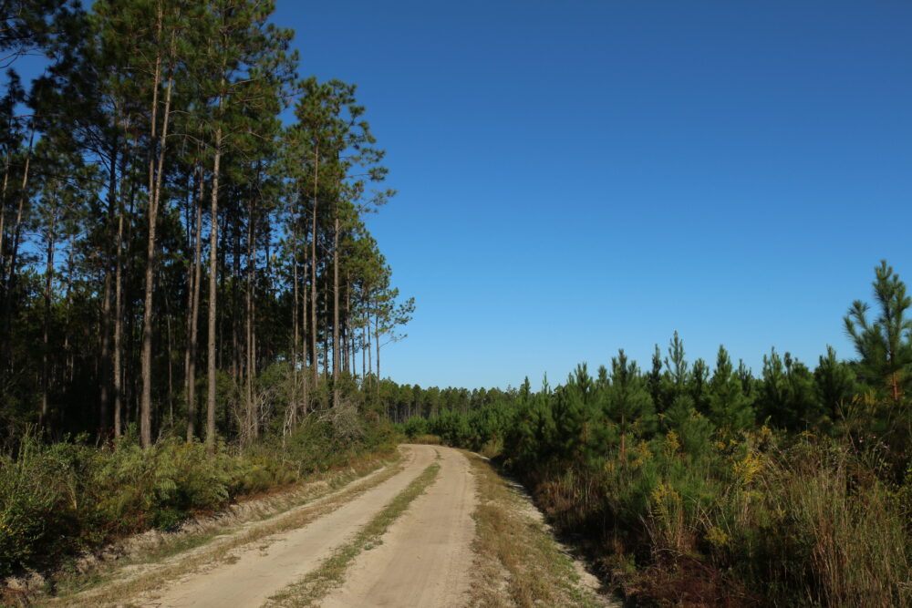 Bear Creek Forest