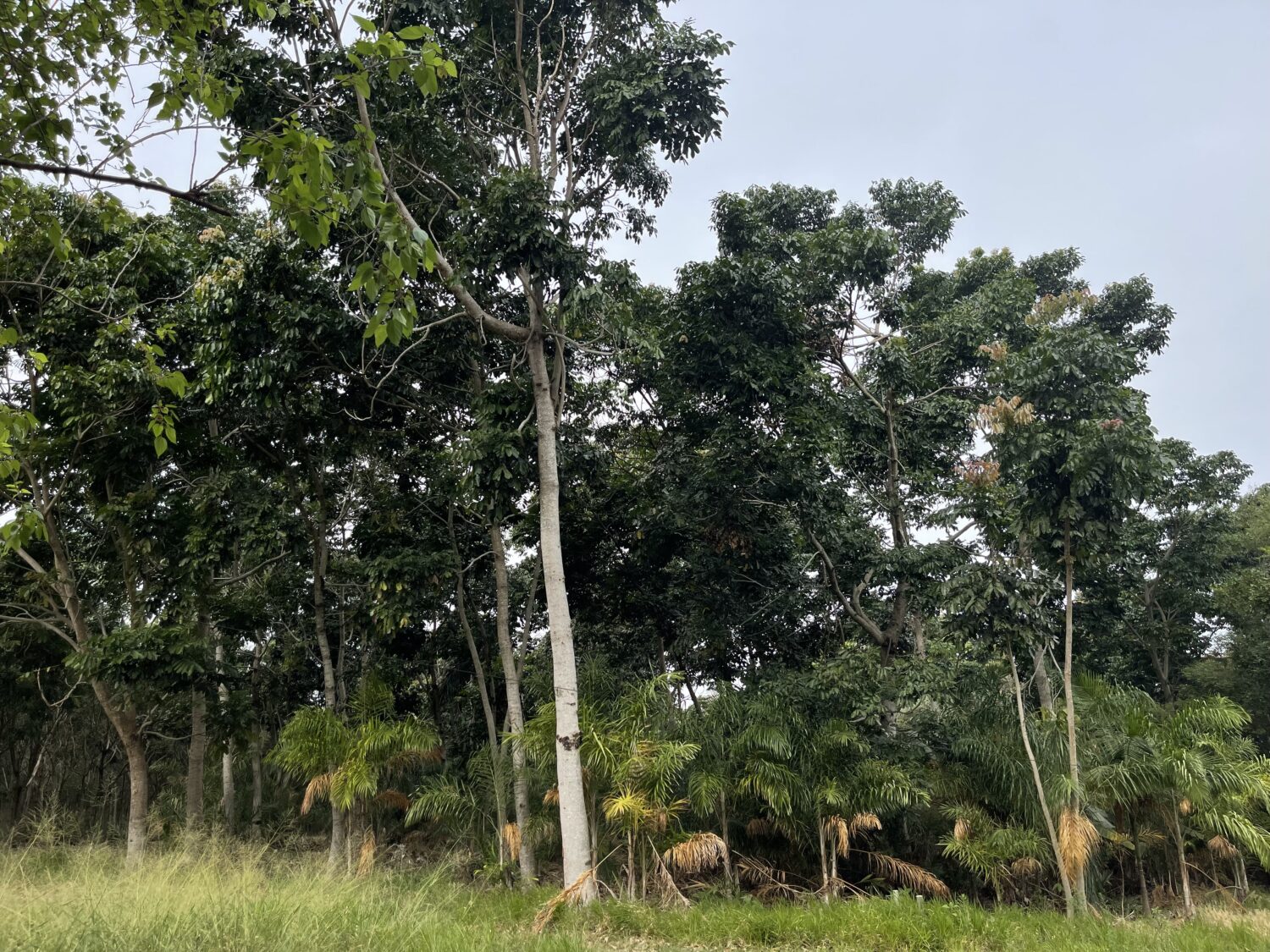 Nature-Based Solutions. Key Insights from FIA - Forest Investment ...