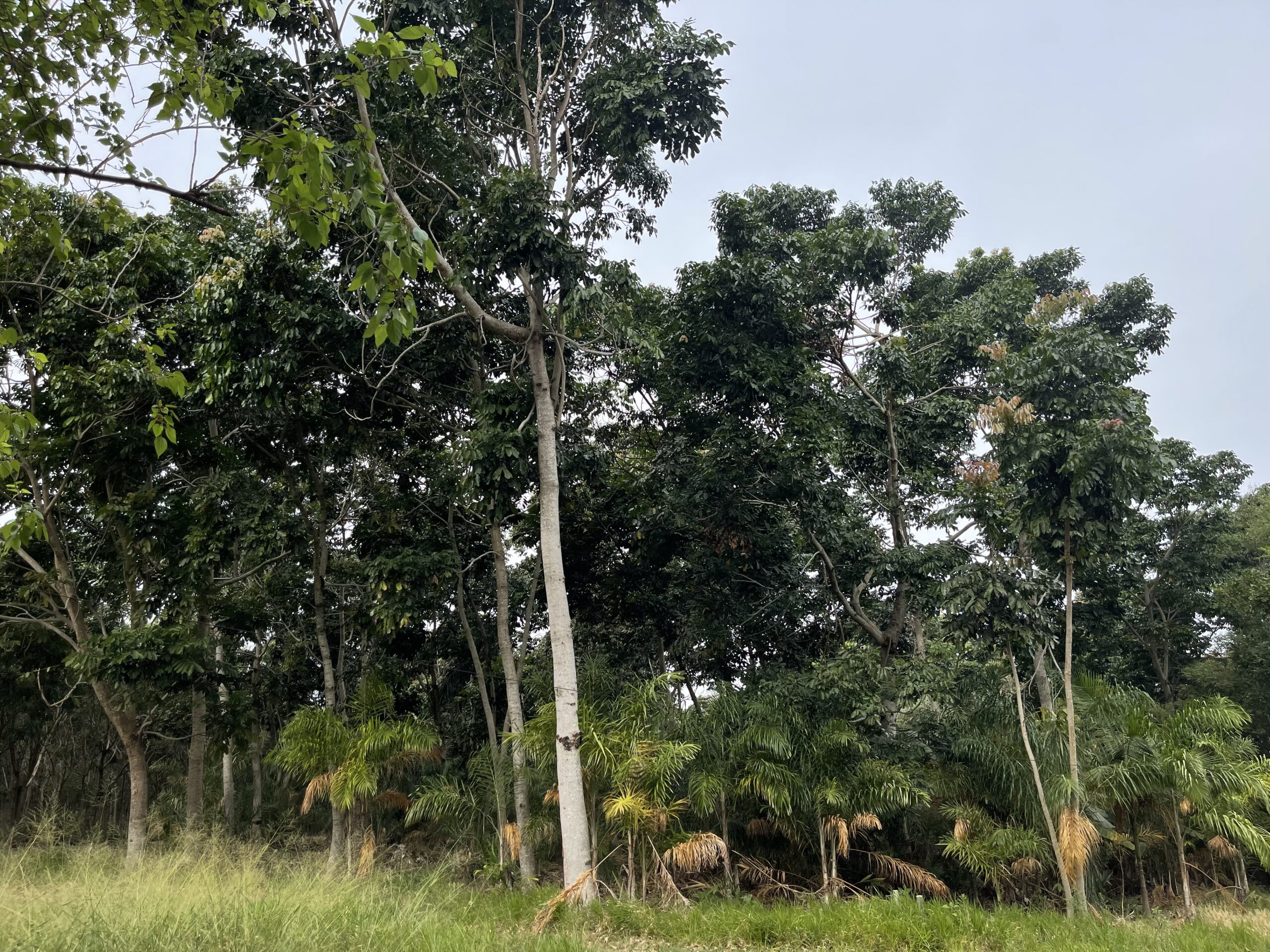 Nature-Based Solutions. Key Insights from FIA.