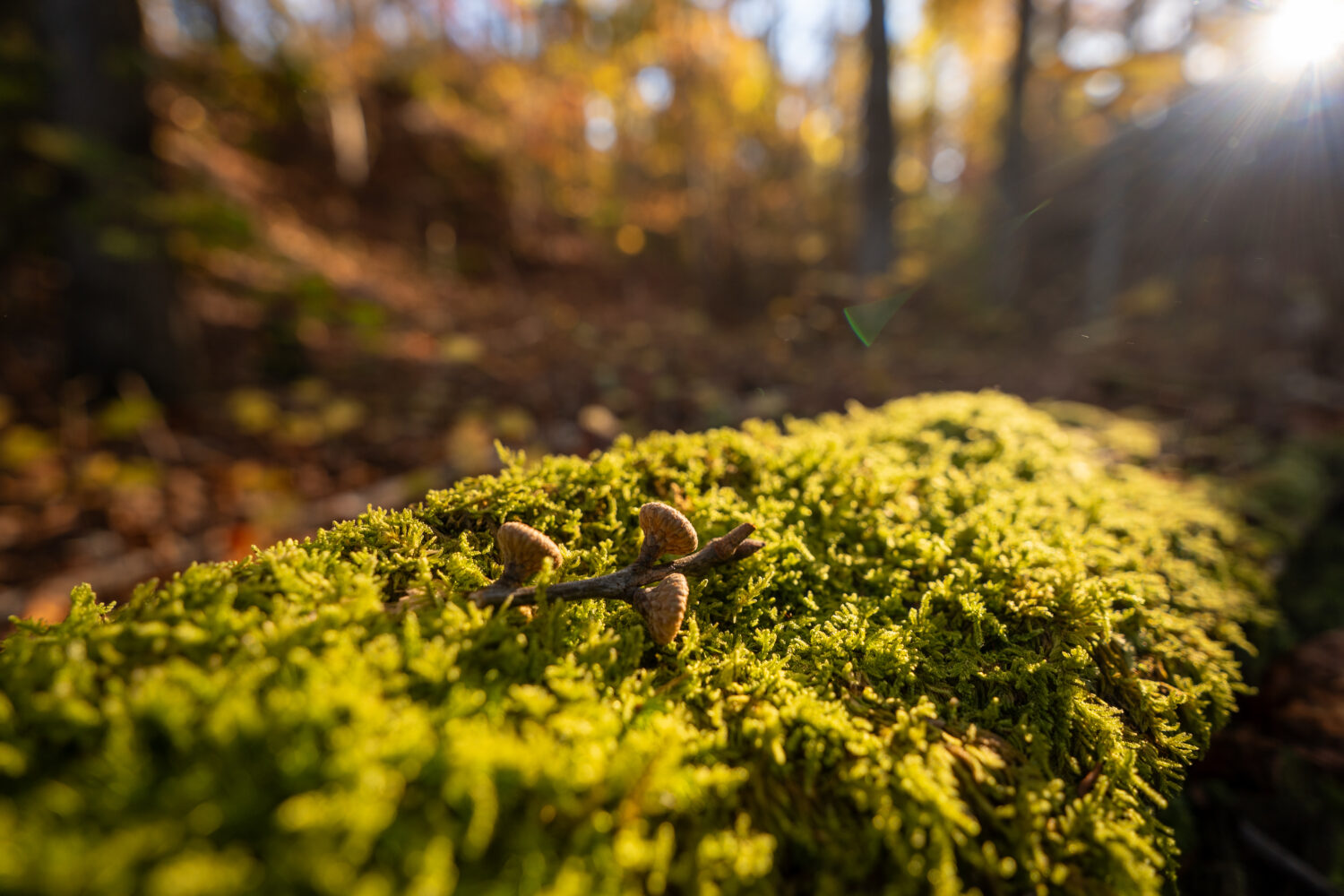 moss