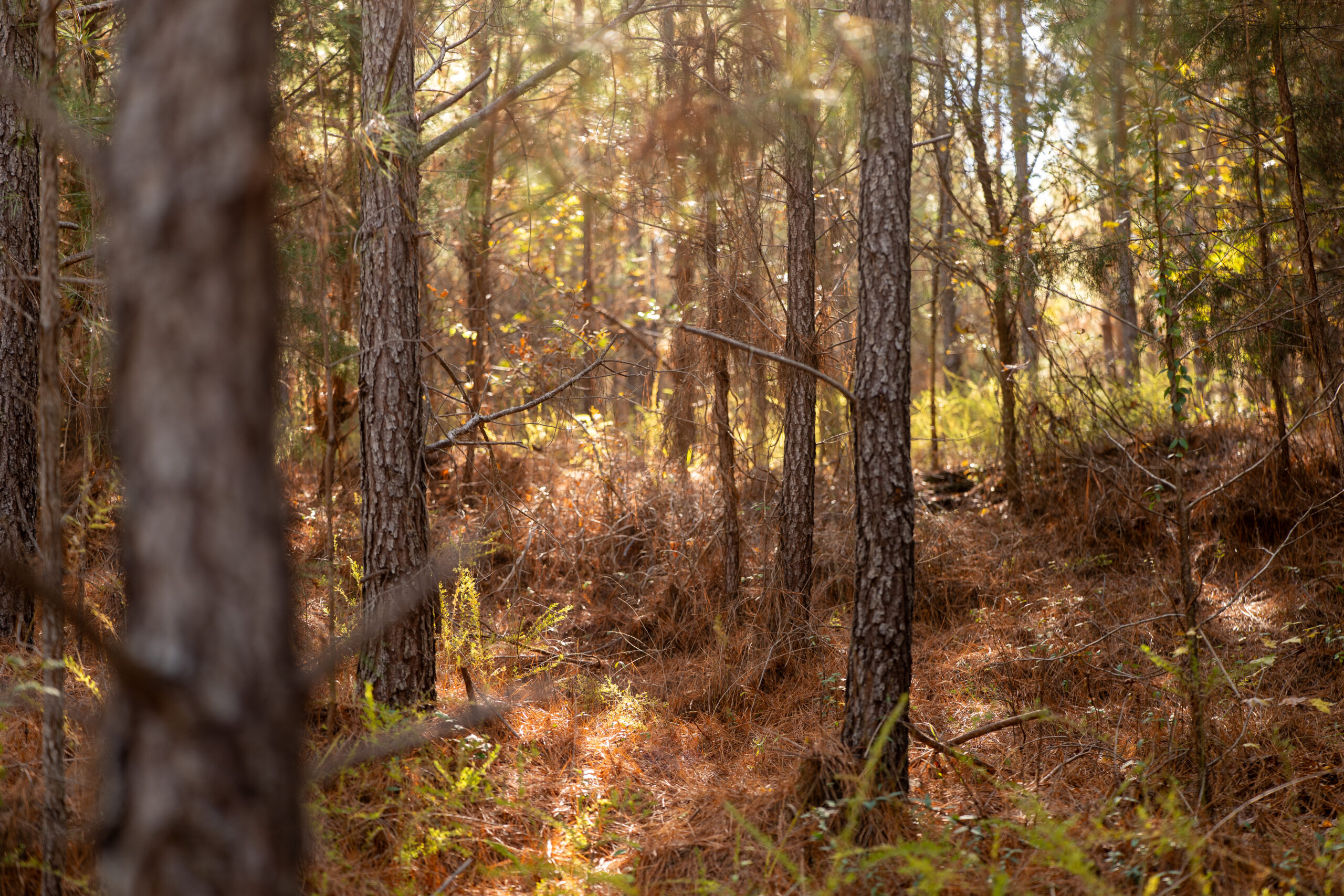 Continuity and Change in Forest Investing. FIA President and CEO Mike Cerchiaro is featured in Agri Investor’s Forestry Report