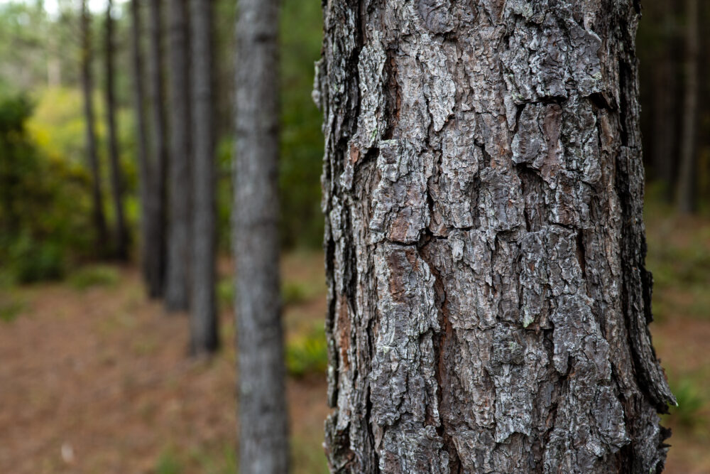 trees
