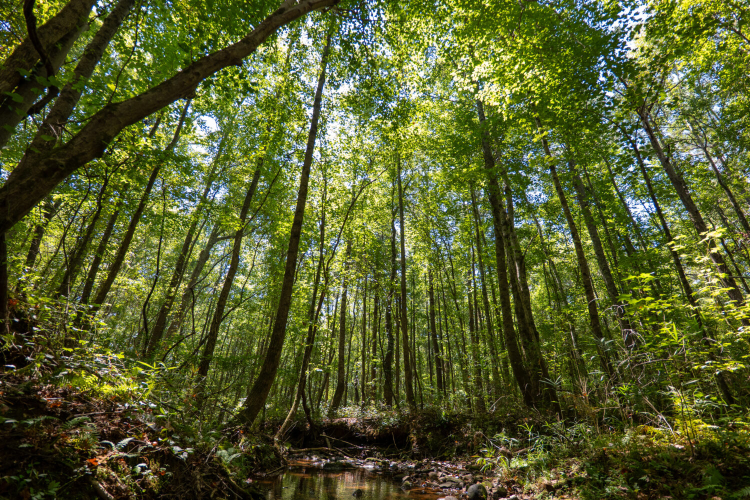trees